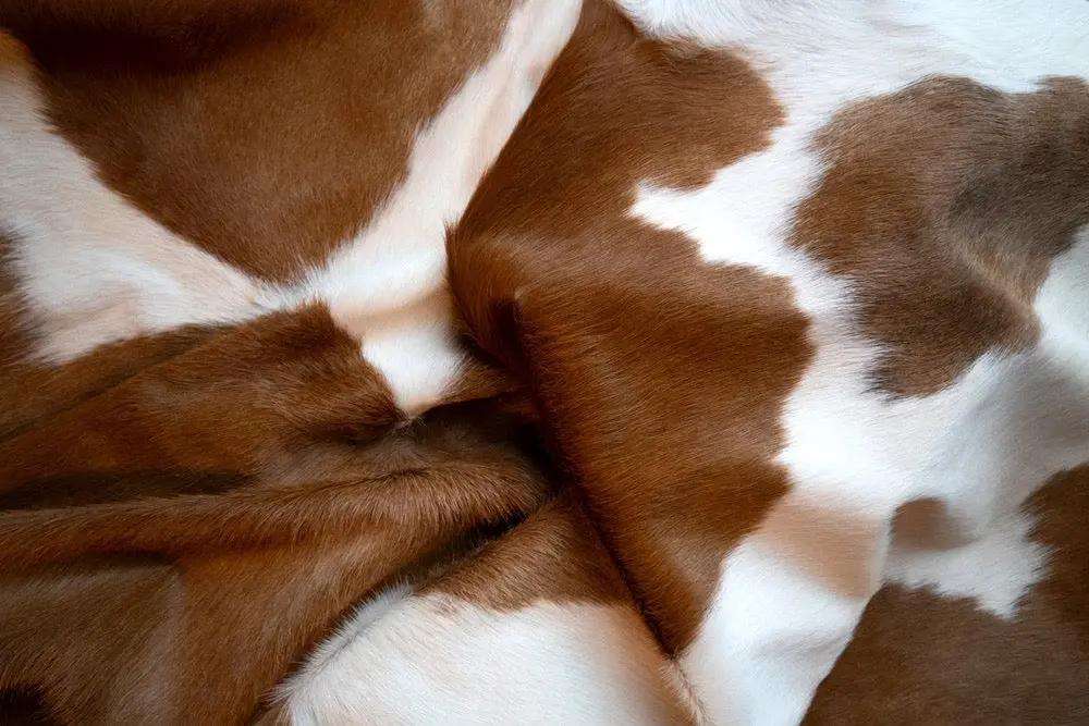 Brown & White Hair-On Cowhide Leather Sheet 12x12, showing single brown and white craft sheet